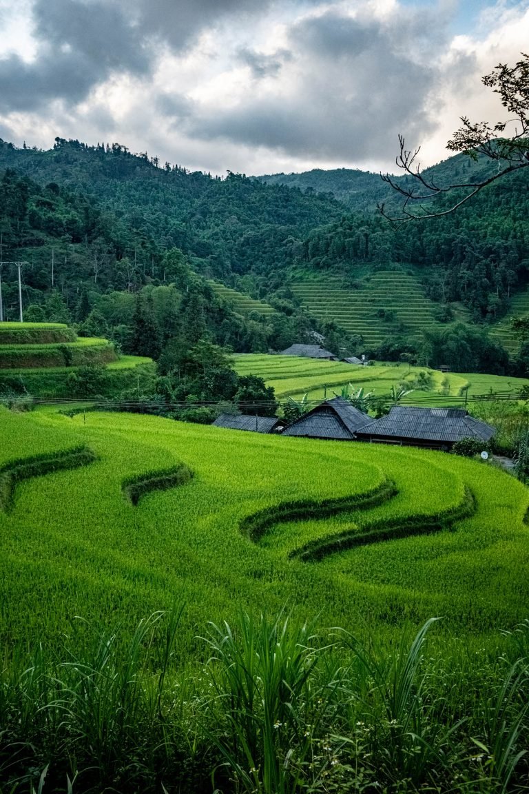 Houang So Phi rice terraces, Vietnam