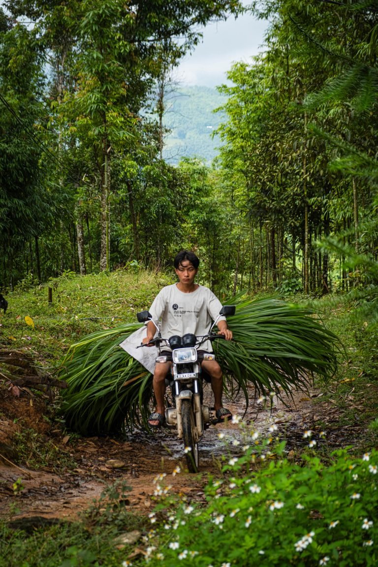 Hoang So Phi, Vietnam