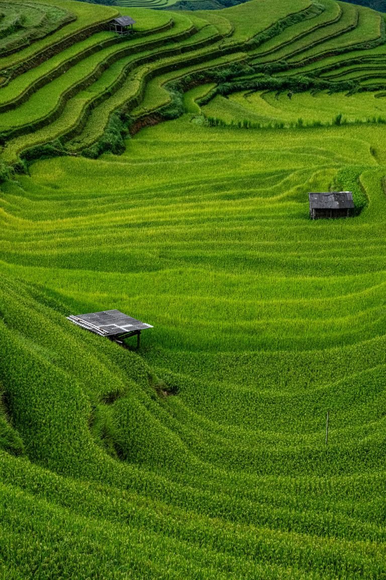 Hoang So Phi rice terraces, Vietnam