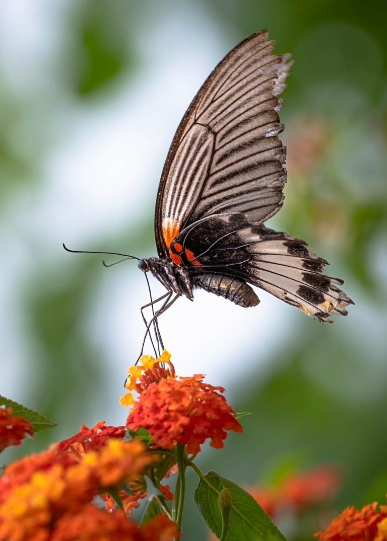 Butterfly close up in Lao Cai, Vietnam